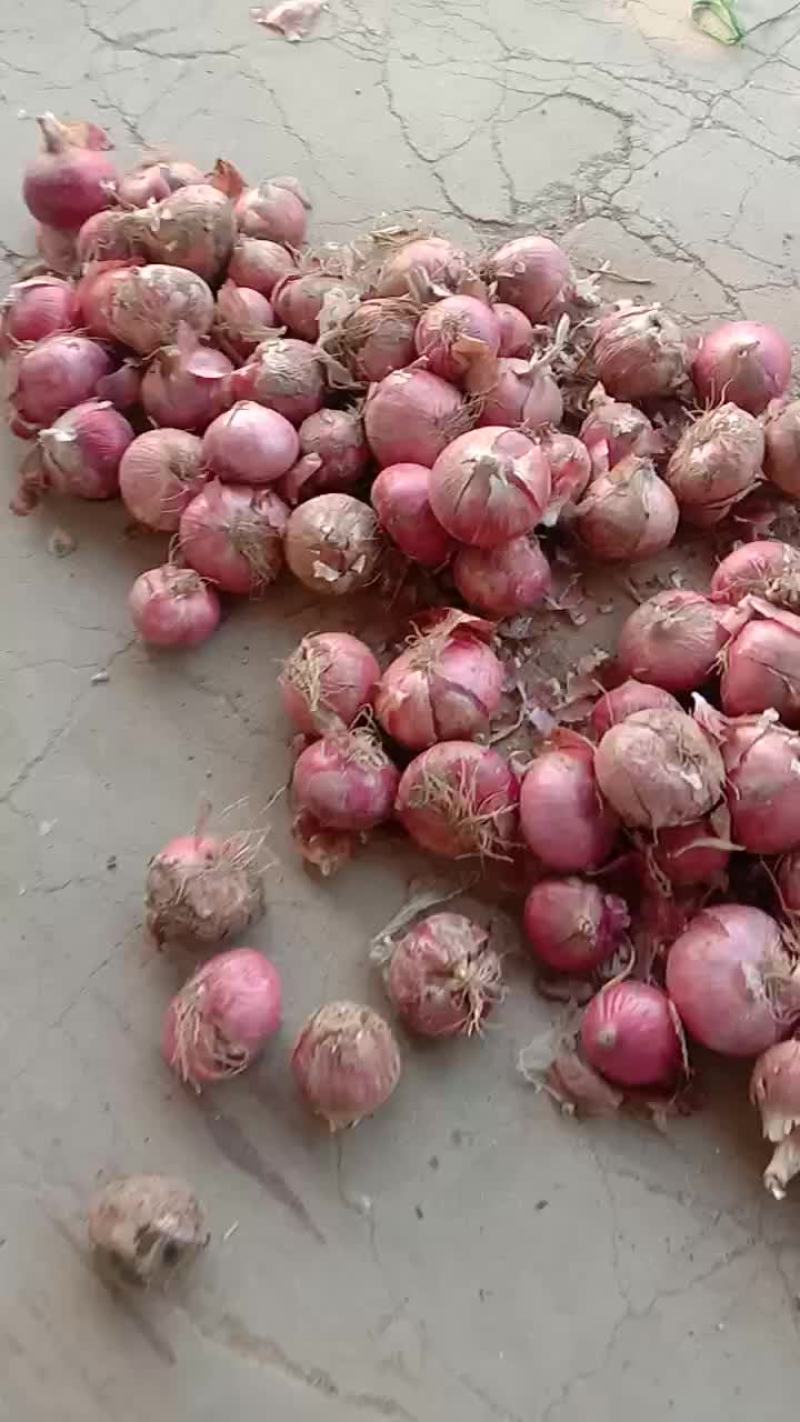 大量供应二红洋葱