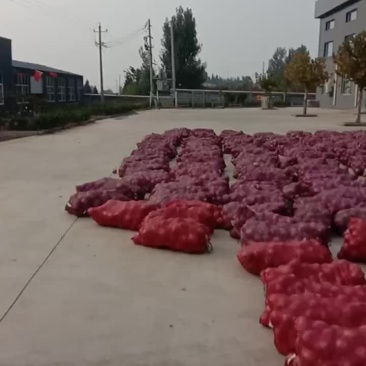 大量供应二红洋葱