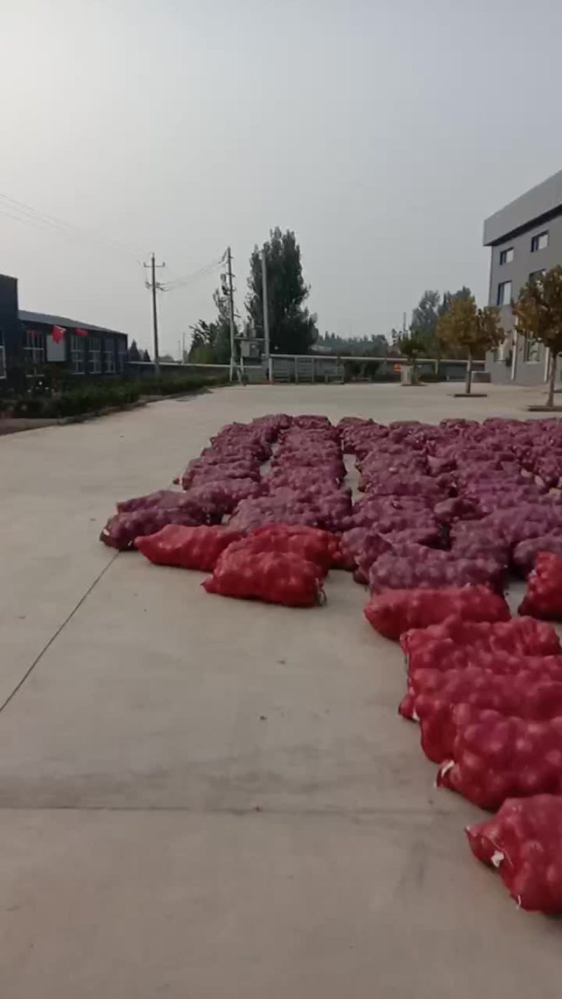 大量供应二红洋葱