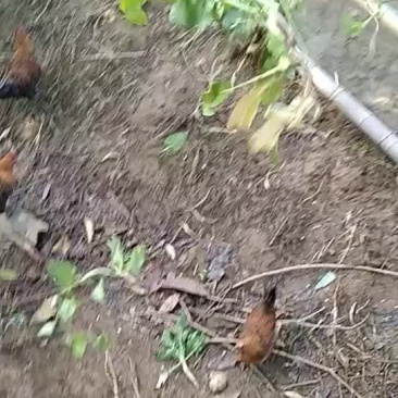 土鸡