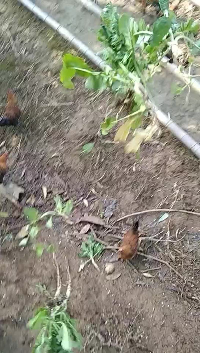 土鸡