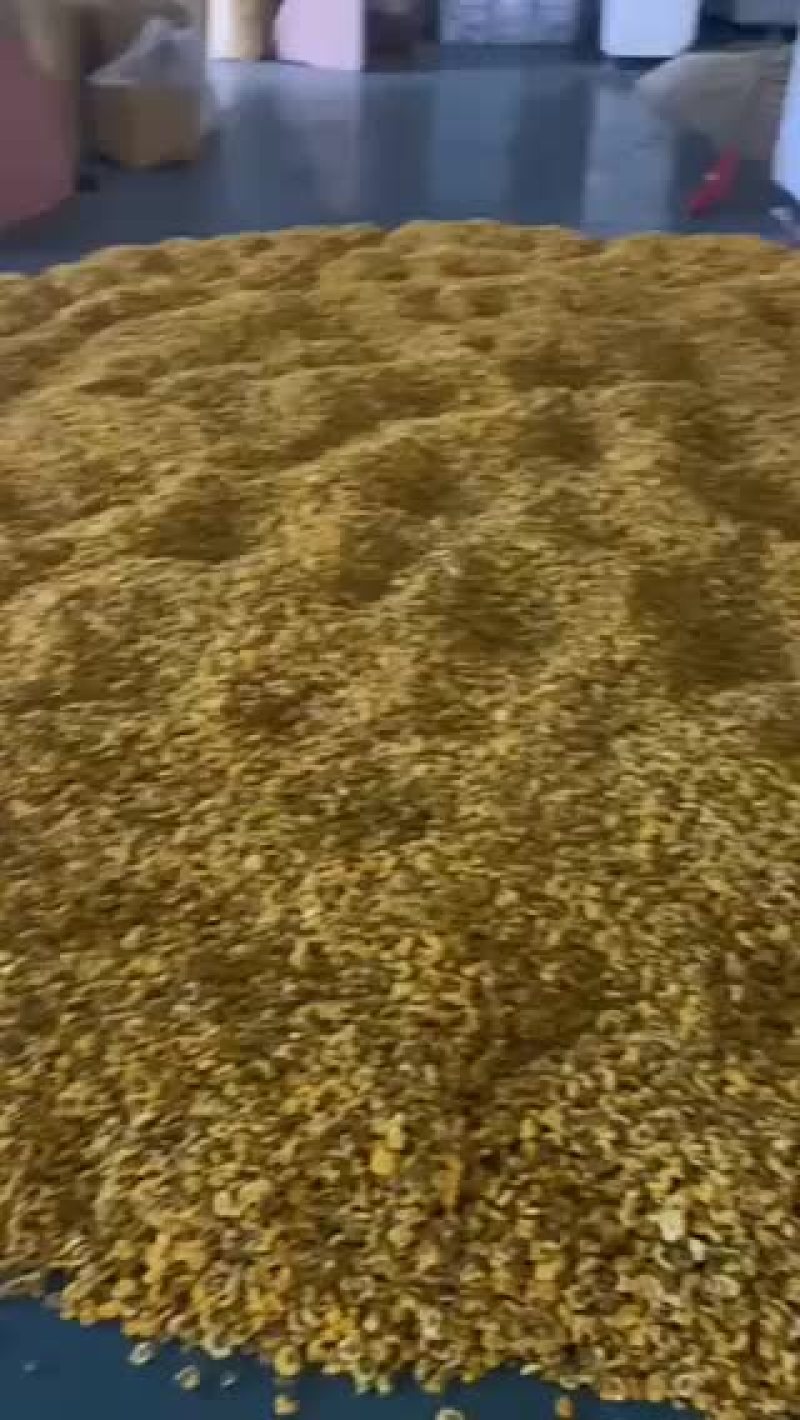 药用菊花