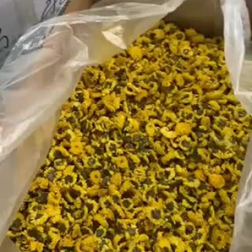 药用菊花
