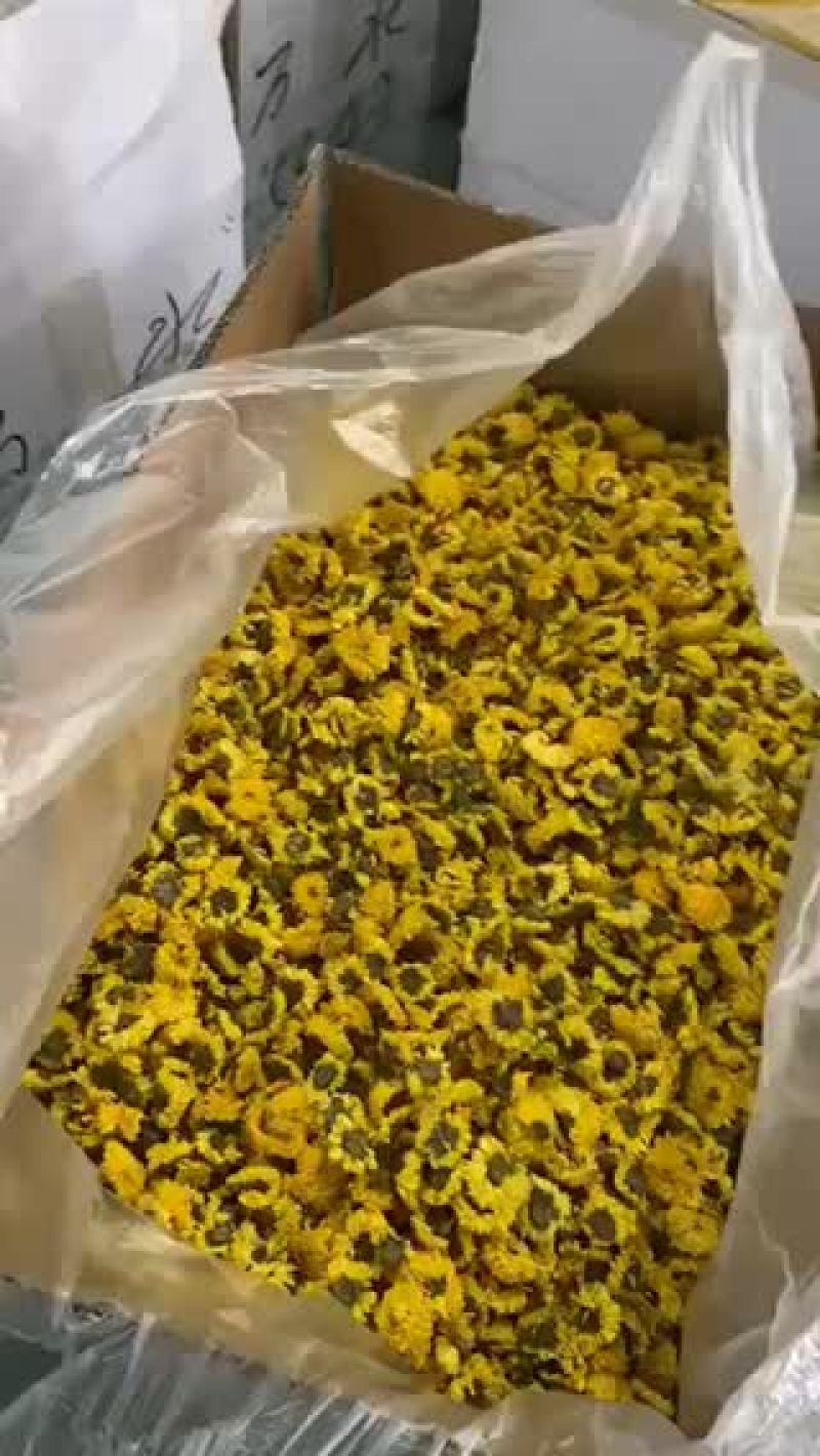 药用菊花