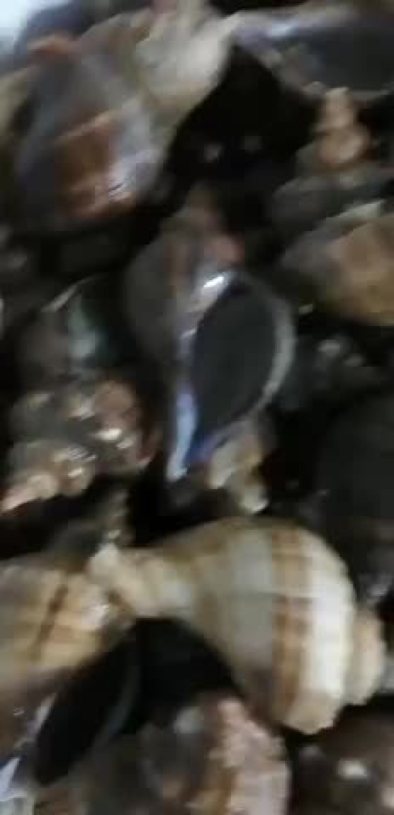 海螺