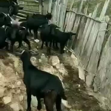 黑山羊
