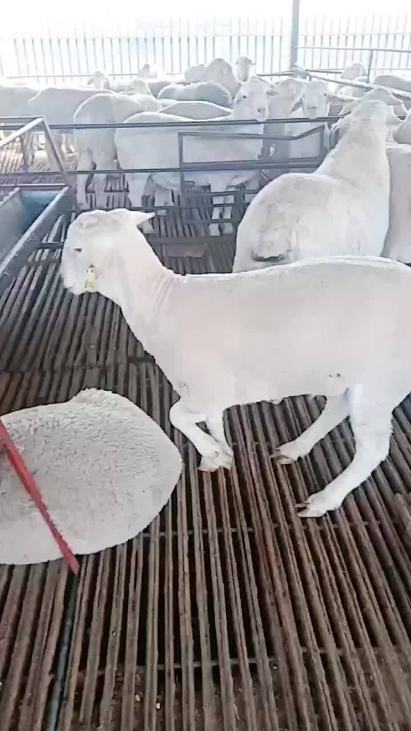 澳洲白种公羊怀孕大母羊免费送货货到付款自养自销