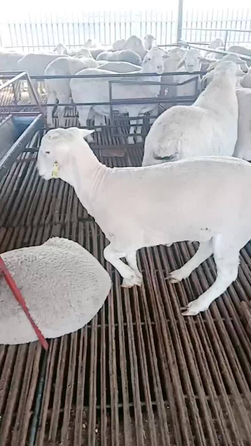 澳洲白种公羊怀孕大母羊免费送货货到付款自养自销