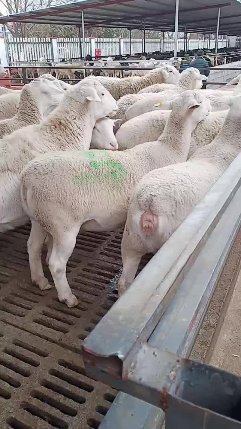 澳洲白种公羊怀孕大母羊免费送货货到付款自养自销