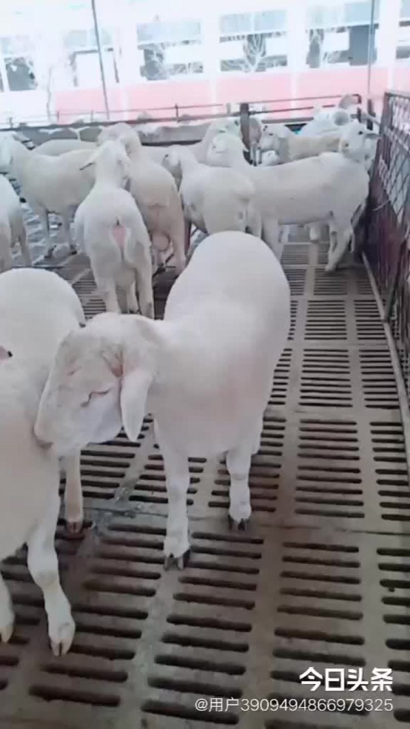 澳洲白种公羊怀孕大母羊免费送货货到付款自养自销