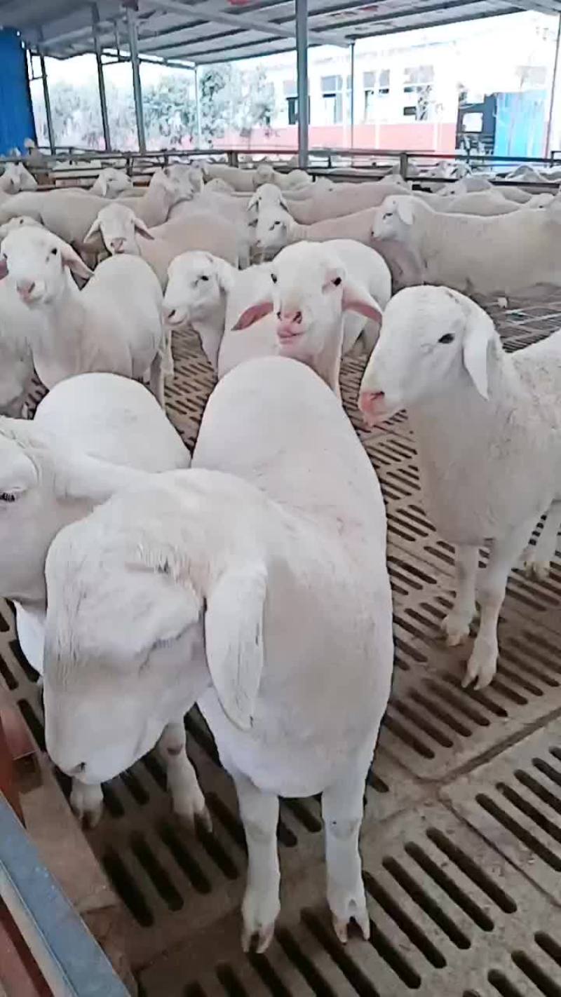 澳洲白种公羊怀孕大母羊免费送货货到付款自养自销