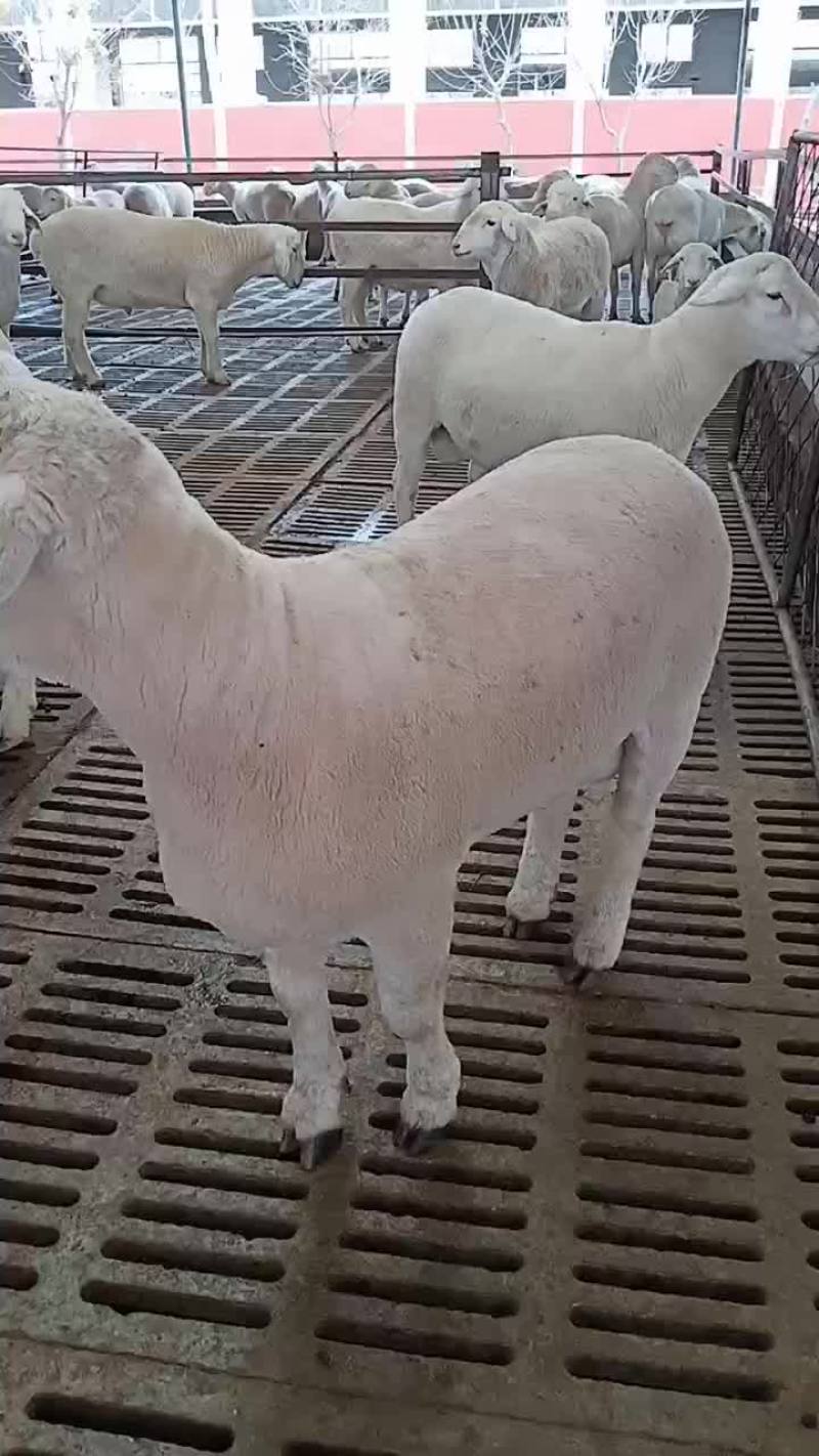 澳洲白种公羊怀孕大母羊免费送货货到付款自养自销