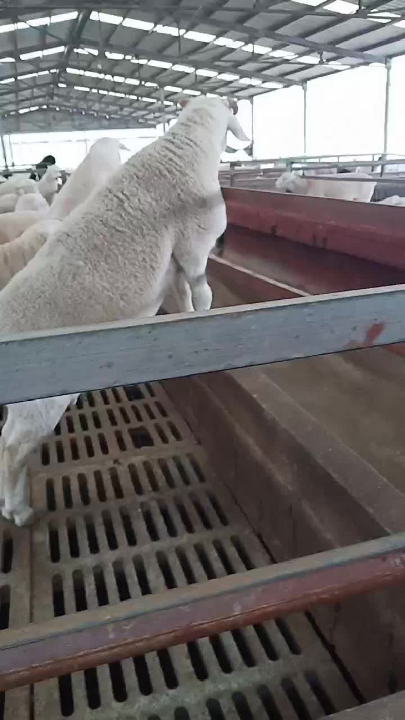 澳洲白种公羊怀孕大母羊免费送货货到付款自养自销