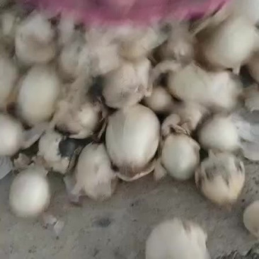黄葱，