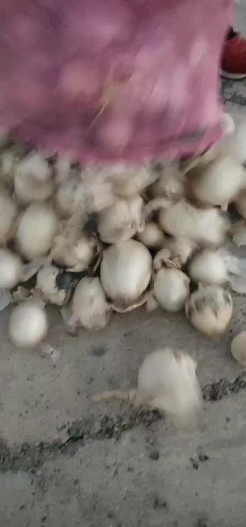黄葱，