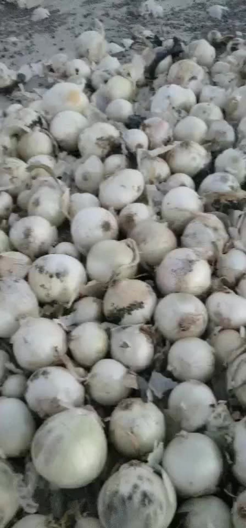 黄葱，