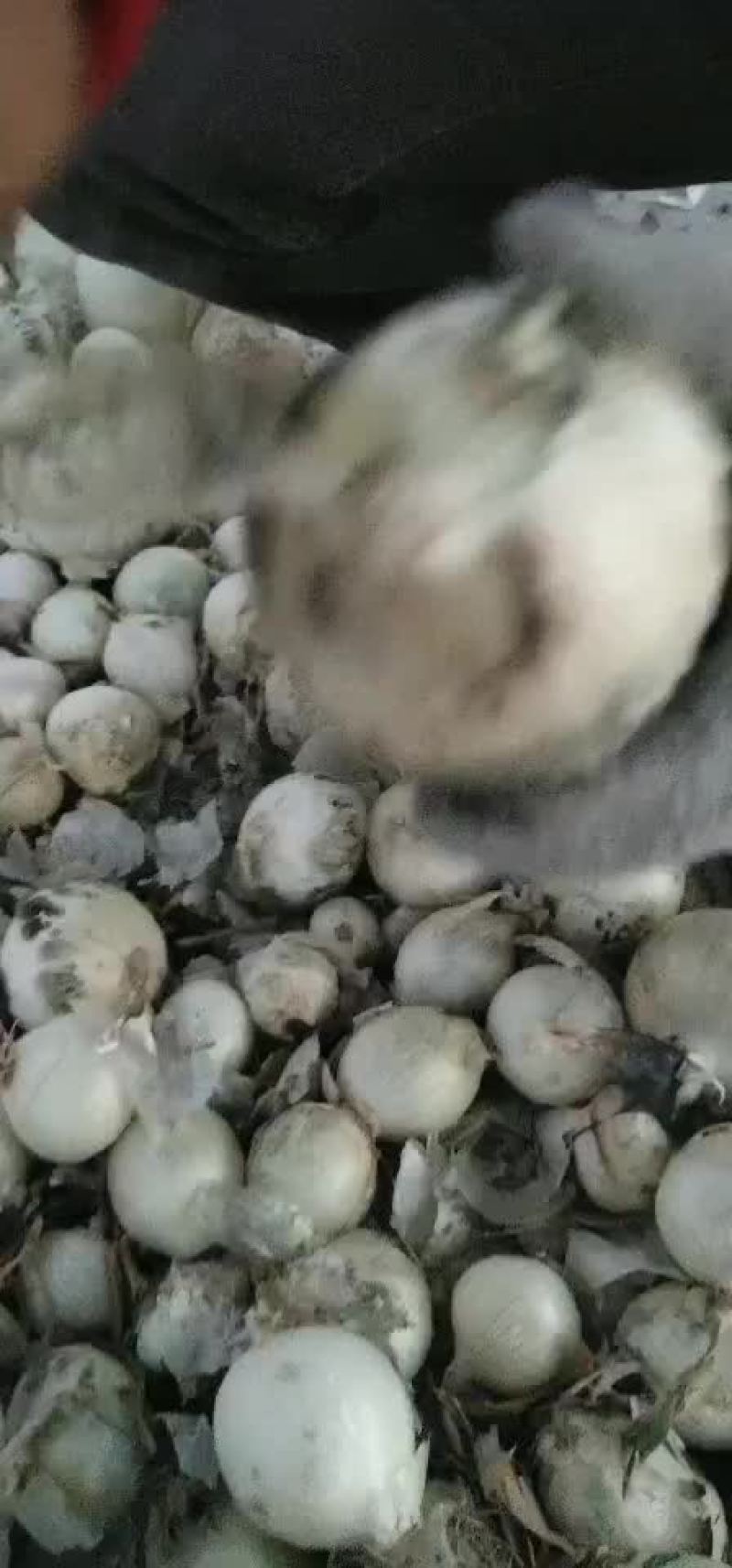 黄葱，