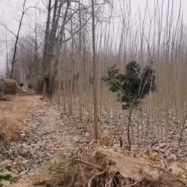 杨树苗