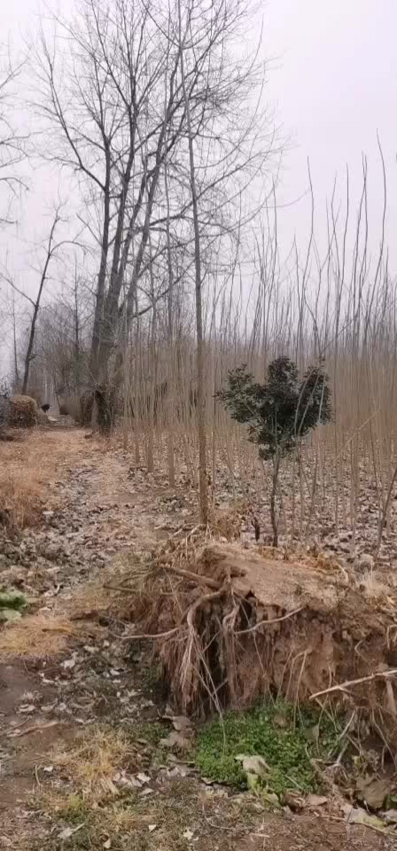 杨树苗