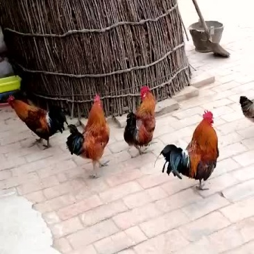 纯粮喂养老母鸡