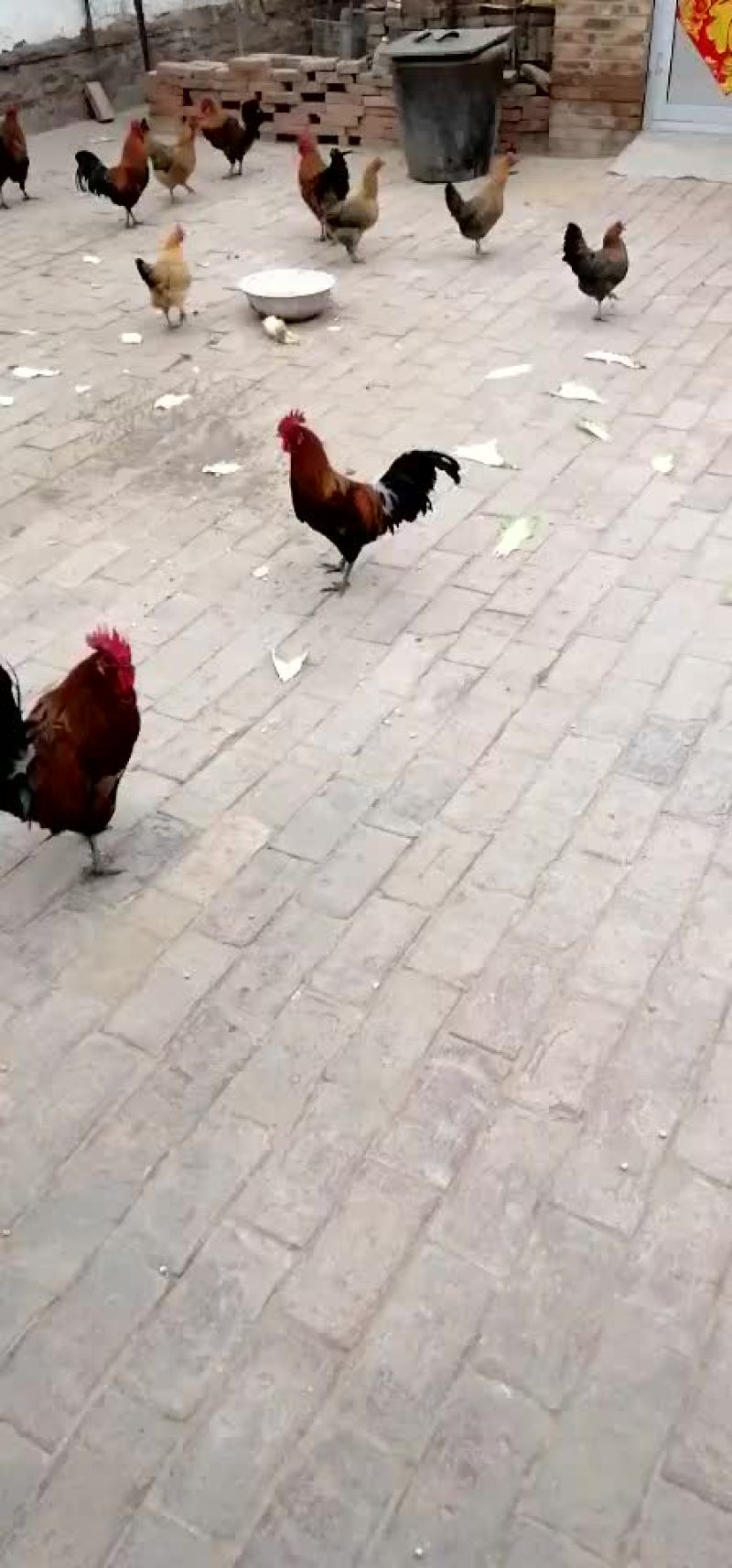 纯粮喂养老母鸡