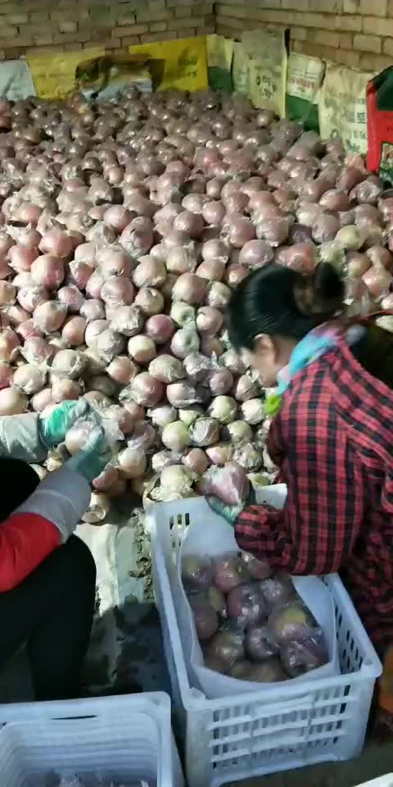 陕西礼泉膜袋，纸夹膜纸袋红富士苹果，冷库货大量现货