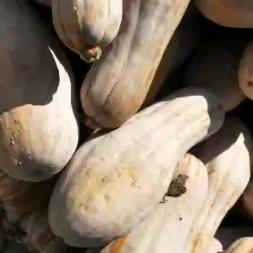 密木南瓜