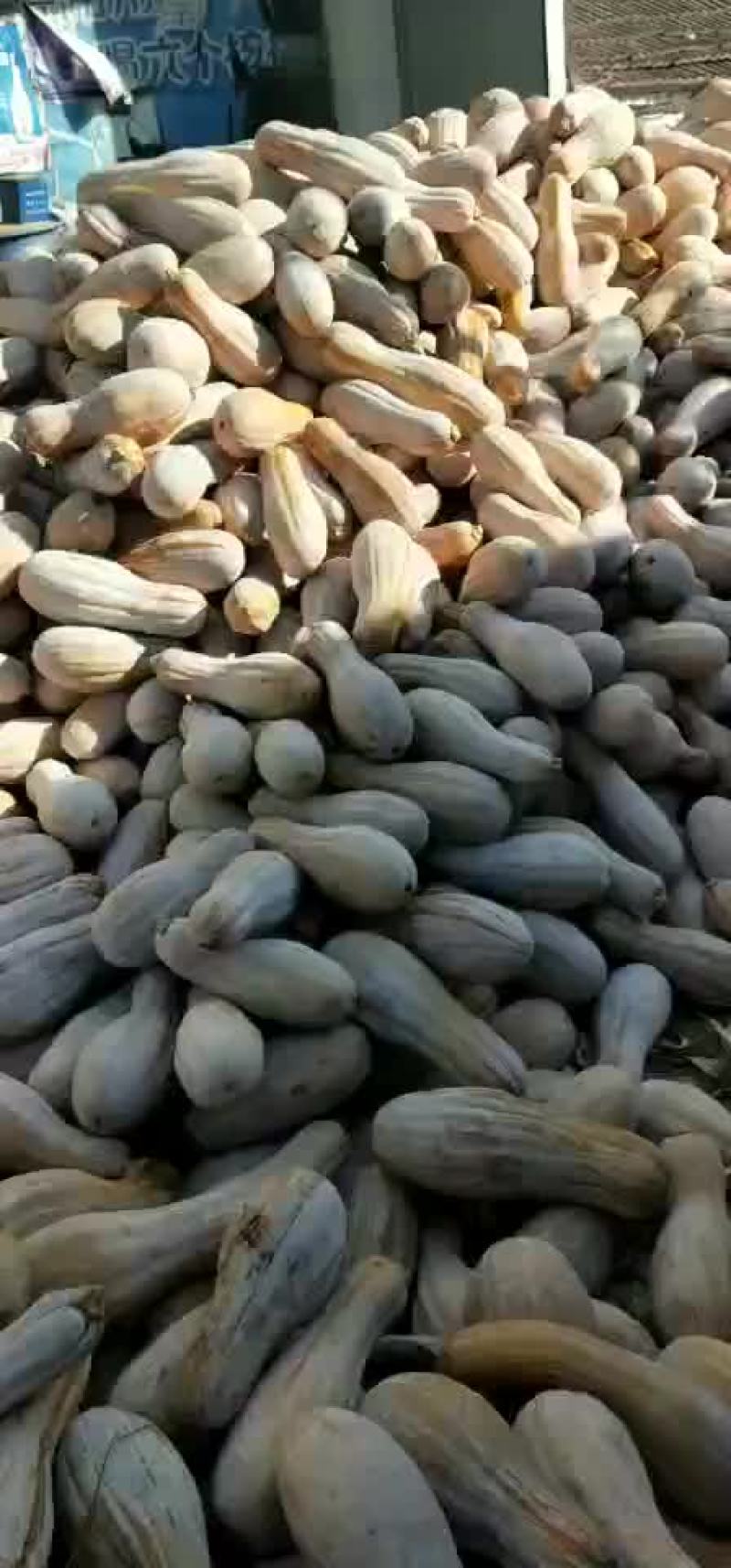 密木南瓜
