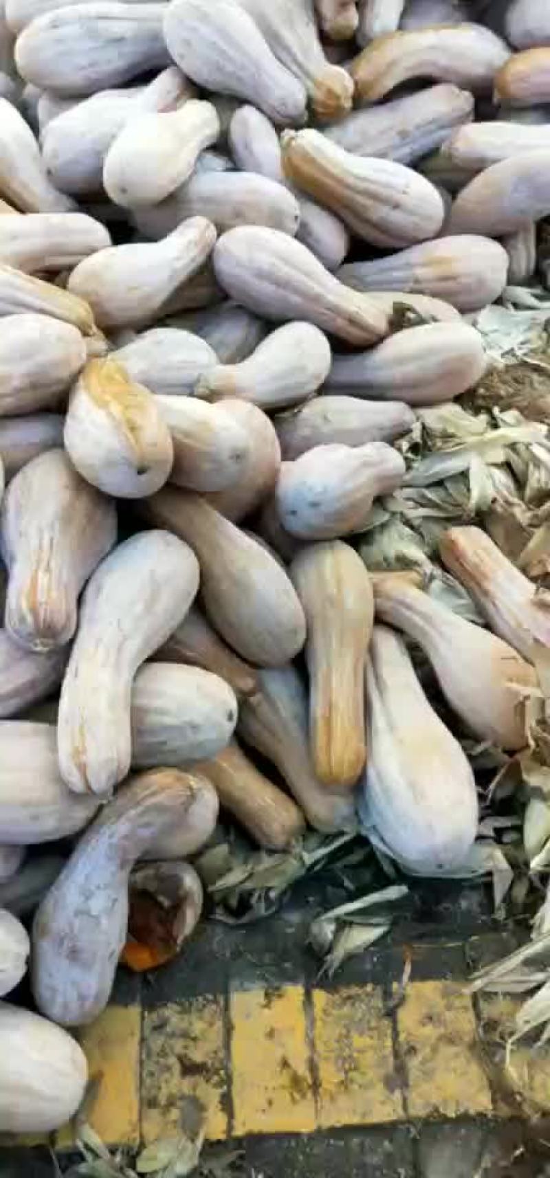 密木南瓜