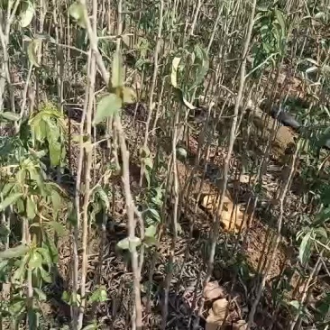 木瓜小苗，20万棵木瓜小树苗产地批发