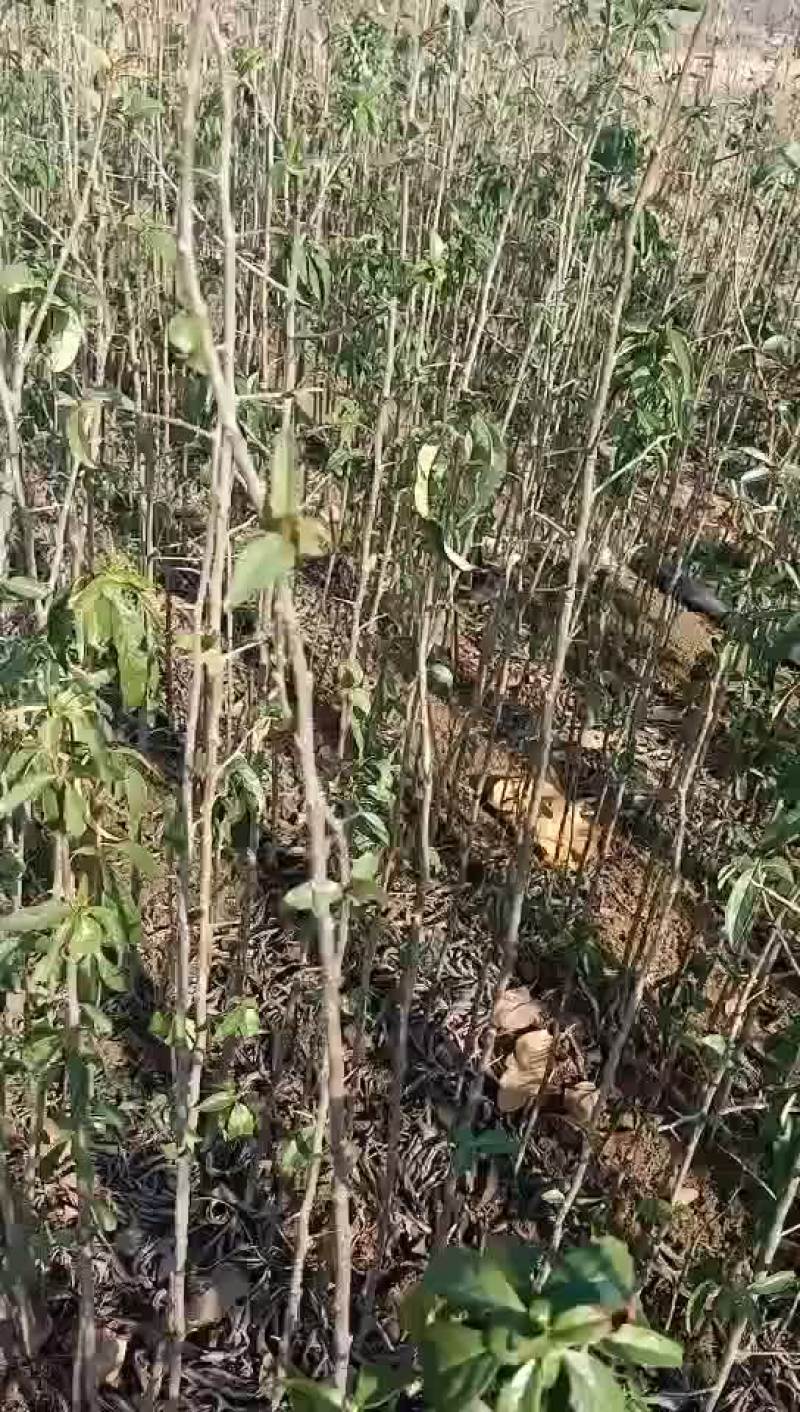 木瓜小苗，20万棵木瓜小树苗产地批发