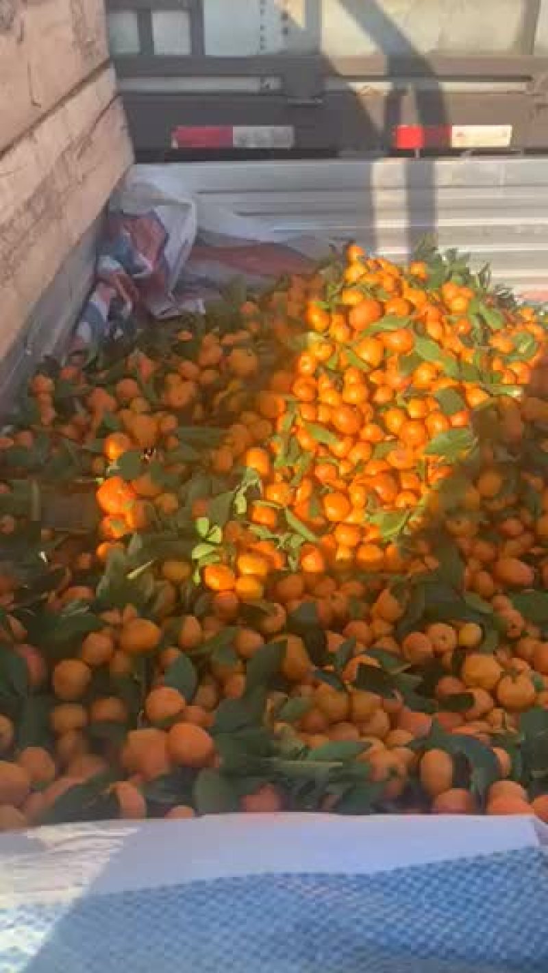 小叶贡橘