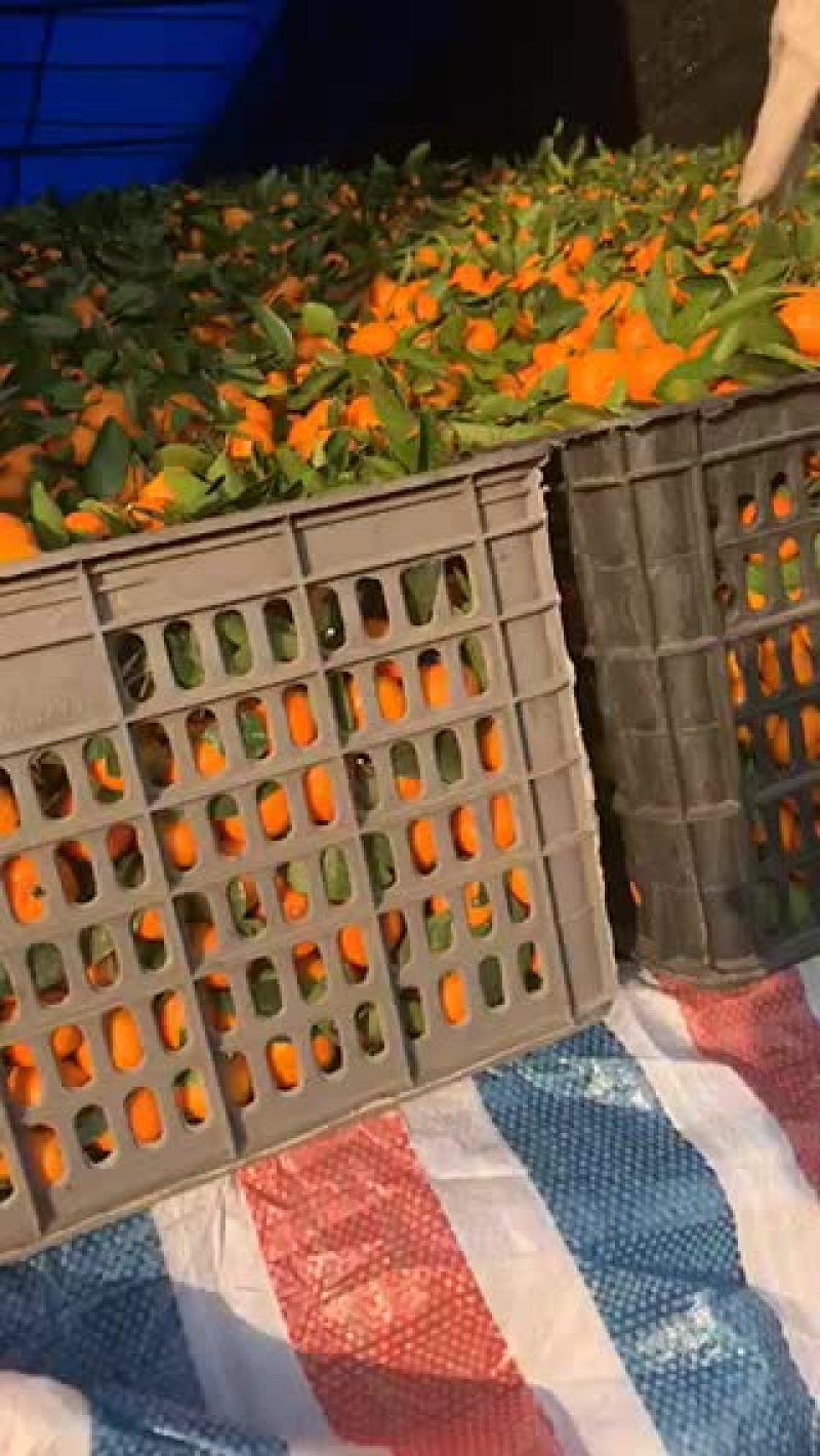 小叶贡橘