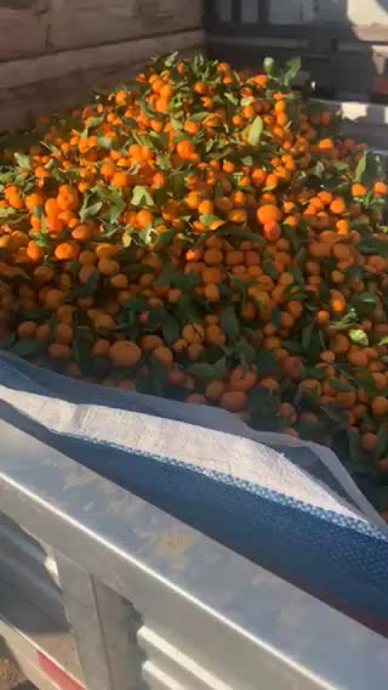 小叶贡橘
