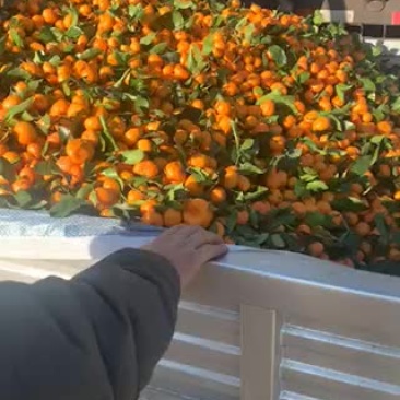 小叶贡橘