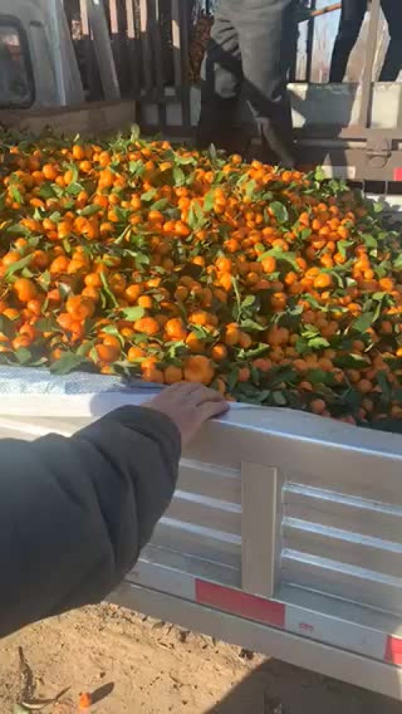 小叶贡橘