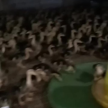 绵阳杂交绿头鸭脱温鸭苗20天