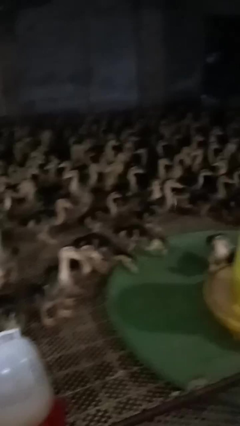 绵阳杂交绿头鸭脱温鸭苗20天