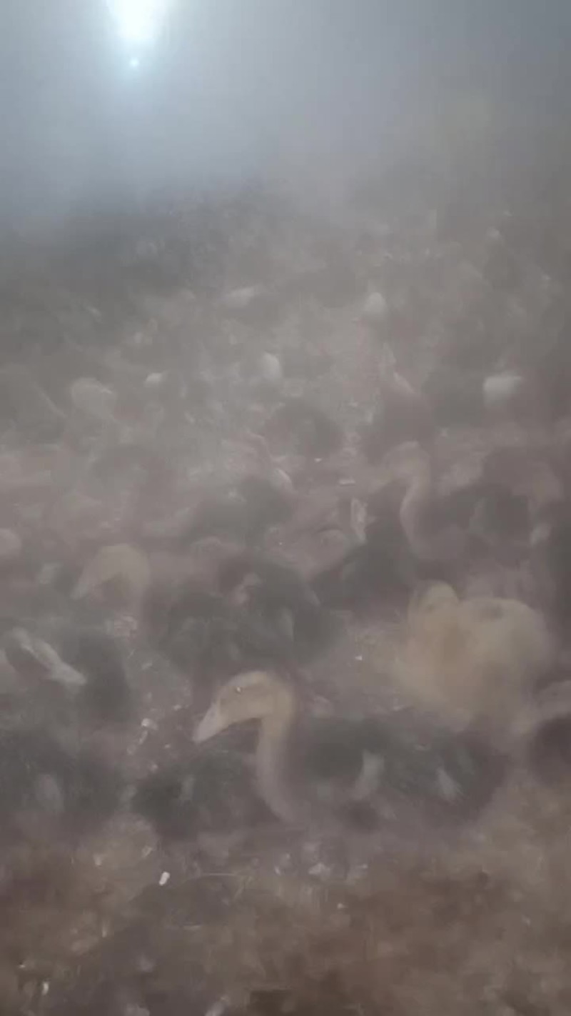 绵阳杂交绿头鸭脱温鸭苗20天