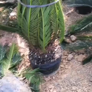苏铁各种大小规格铁树盆景，量大从优