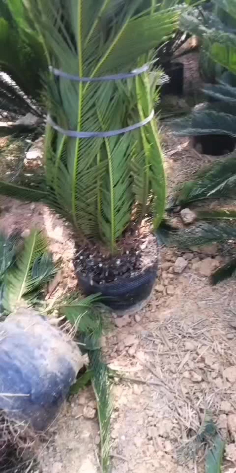 苏铁各种大小规格铁树盆景，量大从优