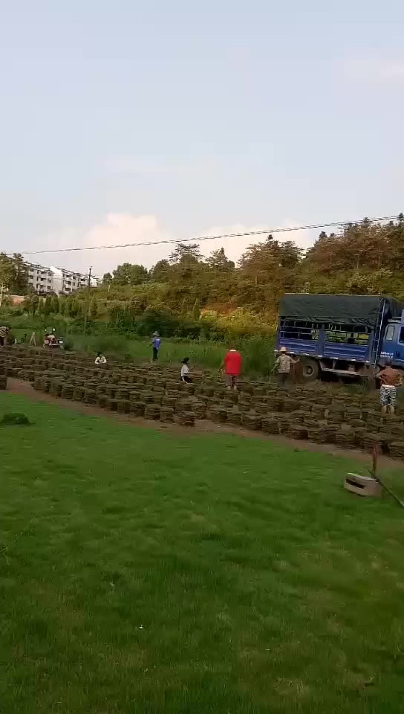 精品马尼拉草坪基地直供品质保证全国发货欢迎联系