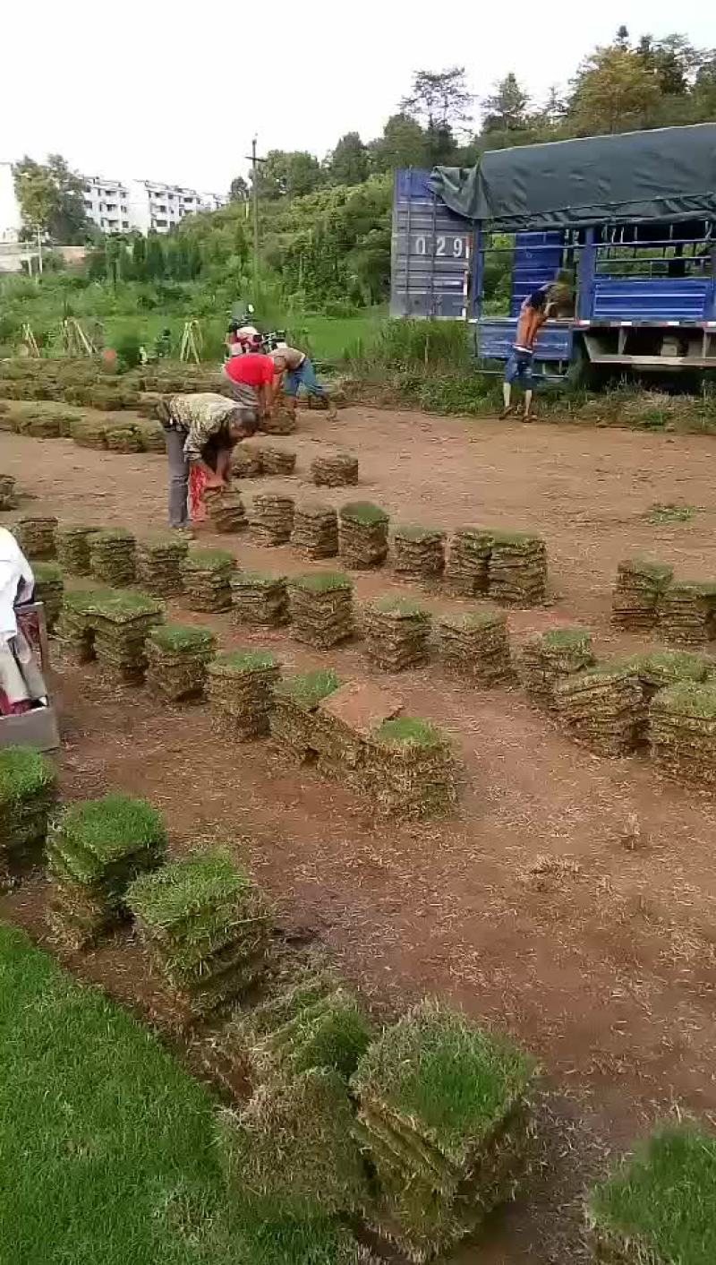 精品马尼拉草坪基地直供品质保证全国发货欢迎联系