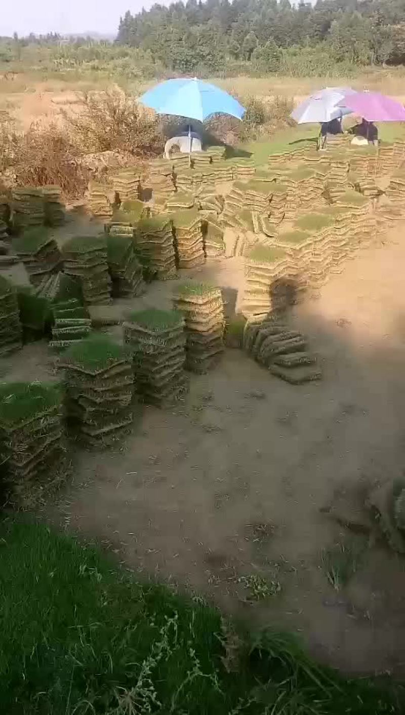精品马尼拉草坪基地直供品质保证全国发货欢迎联系