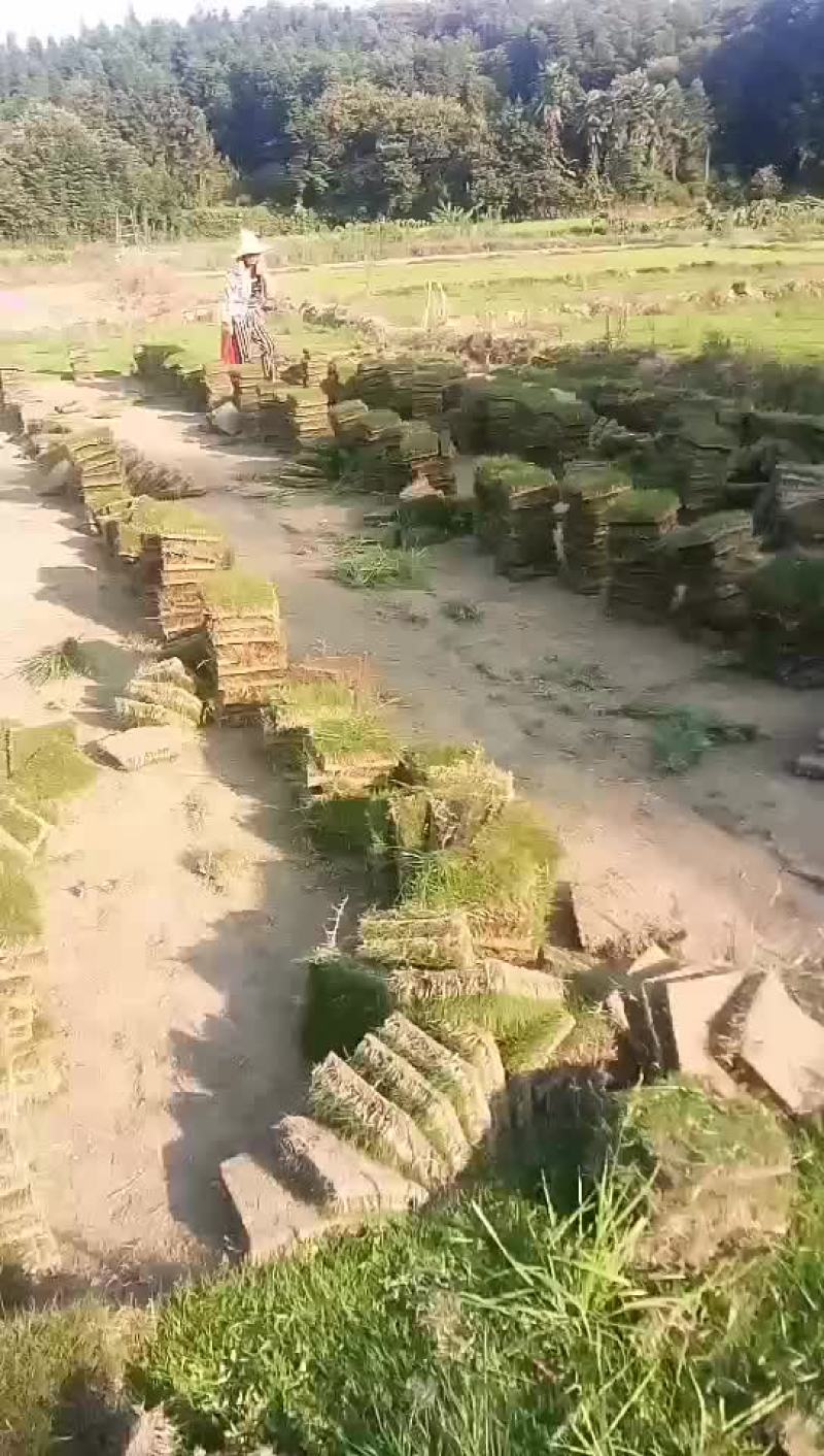 精品马尼拉草坪基地直供品质保证全国发货欢迎联系
