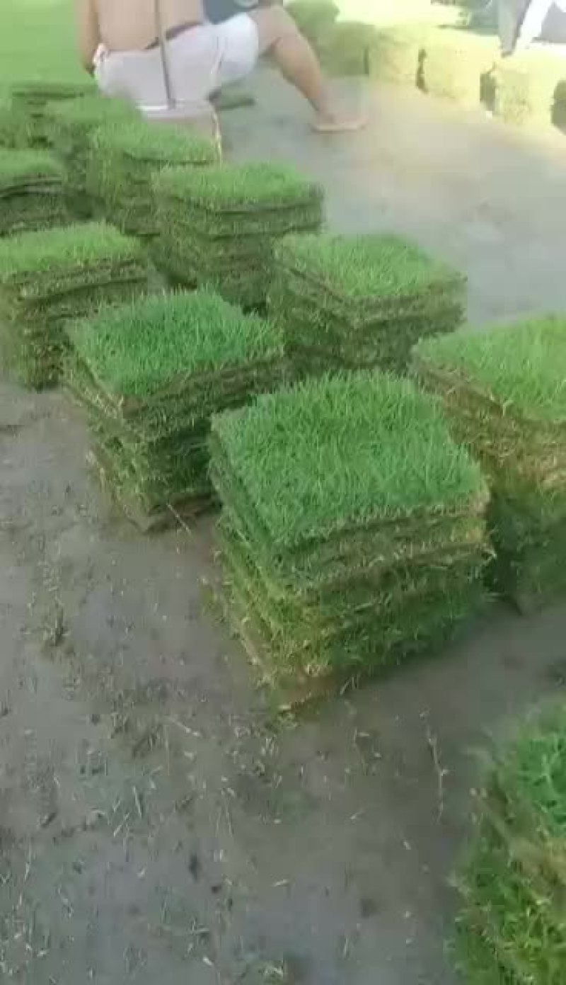 精品马尼拉草坪基地直供品质保证全国发货欢迎联系