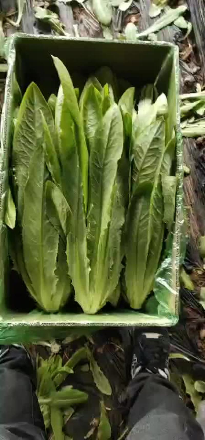 油麦菜
