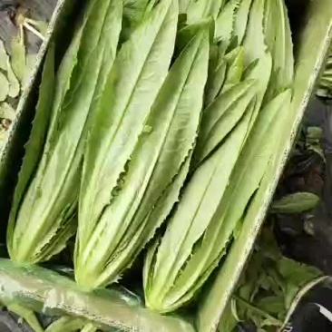 油麦菜