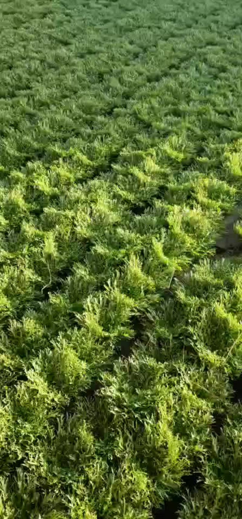 苦菊