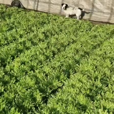 苦菊